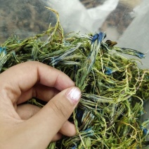 龙胆花玉美人花西藏特产野生西藏龙胆草晒干散
