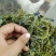 龙胆花玉美人花西藏特产野生西藏龙胆草晒干散