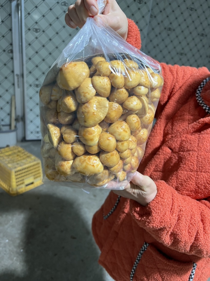 滑子菇