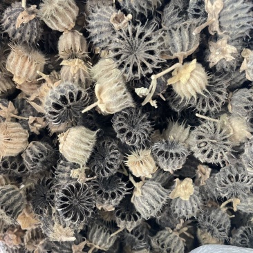 苘麻子干品中药材
