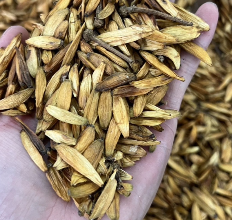 喜树果，千丈树，水栗果，天锌熟，金瓜子，新货无硫实拍现货