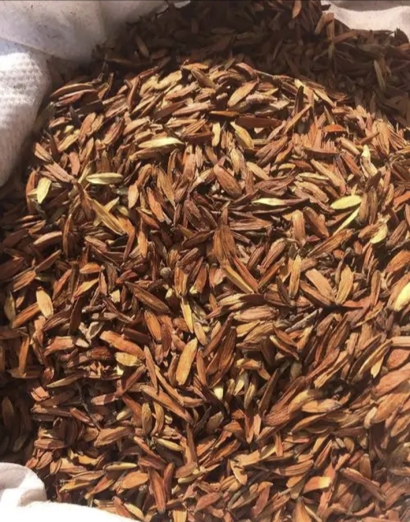 喜树果，千丈树，水栗果，天锌熟，金瓜子，新货无硫实拍现货