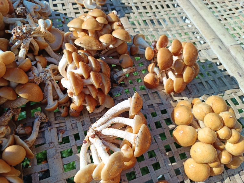 古田剪脚滑子菇，滑子蘑，富含多糖，烤干，头茬货