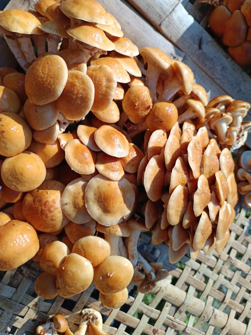 古田剪脚滑子菇，滑子蘑，富含多糖，烤干，头茬货