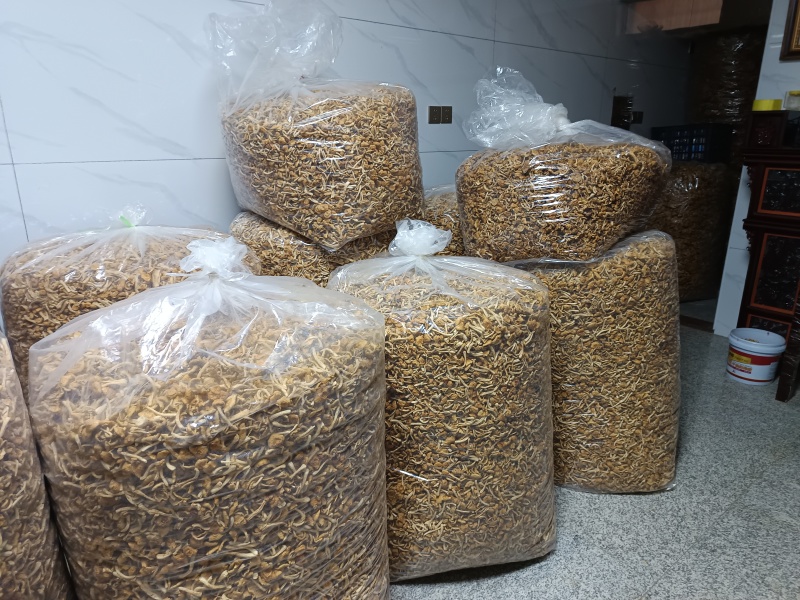 古田剪脚滑子菇，滑子蘑，富含多糖，烤干，头茬货