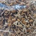 古田剪脚滑子菇，滑子蘑，富含多糖，烤干，头茬货