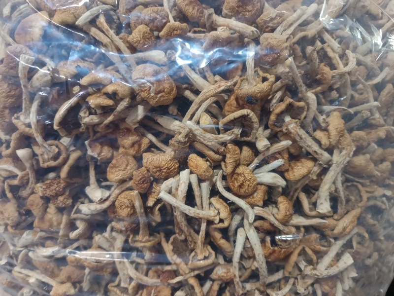 古田剪脚滑子菇，滑子蘑，富含多糖，烤干，头茬货