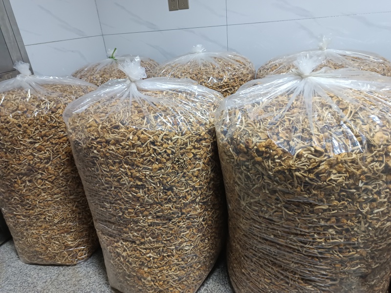 古田剪脚滑子菇，滑子蘑，富含多糖，烤干，头茬货