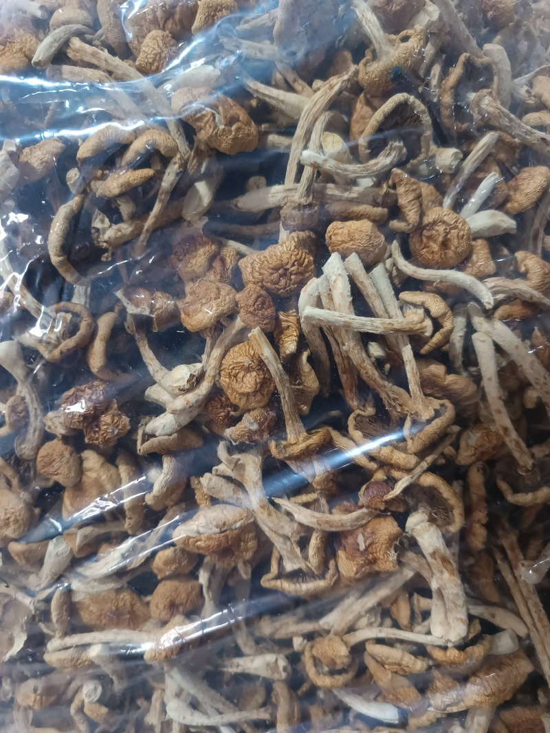 古田剪脚滑子菇，滑子蘑，富含多糖，烤干，头茬货