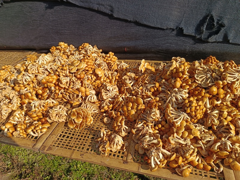 古田剪脚滑子菇，滑子蘑，富含多糖，烤干，头茬货