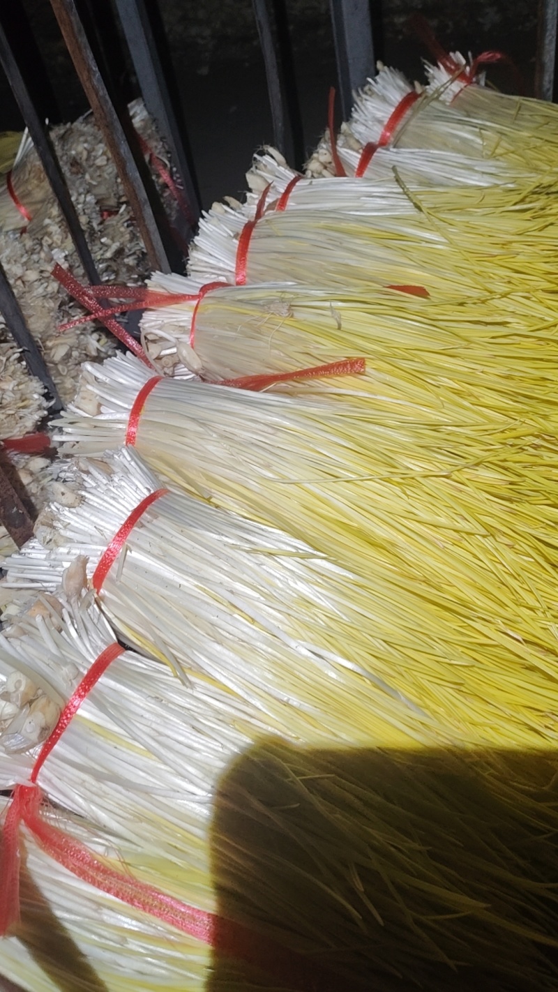 精品蒜黄大量上市场，一手货源，产地直发，货源充足