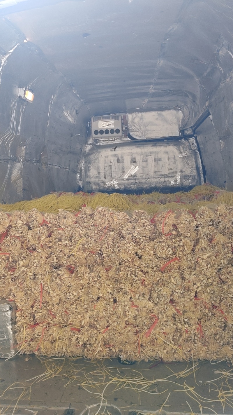 精品蒜黄大量上市场，一手货源，产地直发，货源充足