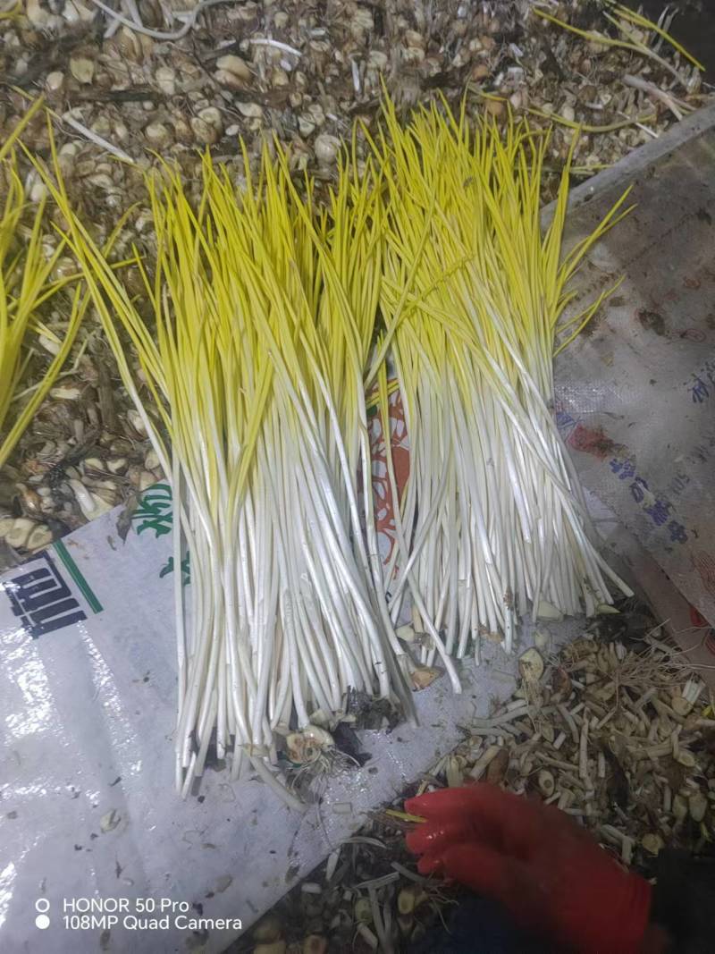 精品蒜黄大量上市场，一手货源，产地直发，货源充足