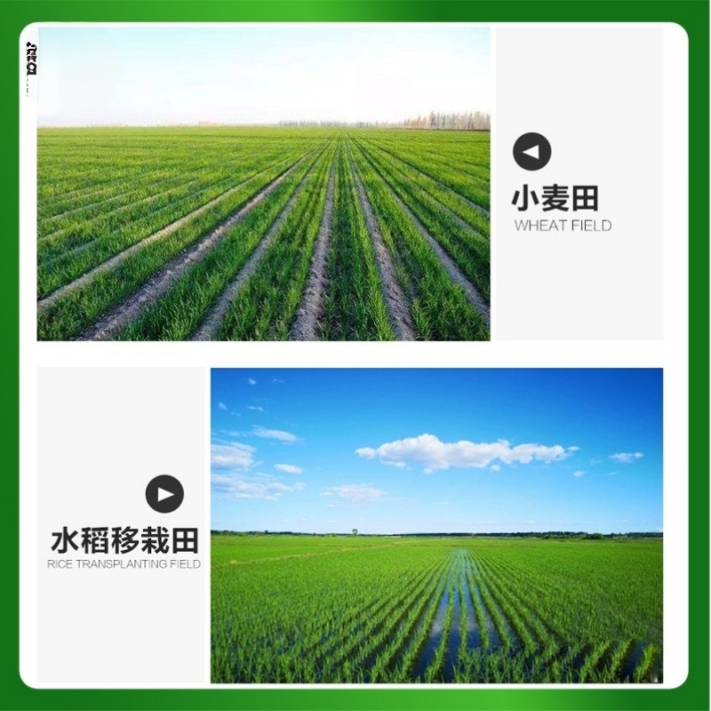 健谷健虎2甲4氯二甲胺盐二甲四氯小麦水稻田阔叶杂草农药