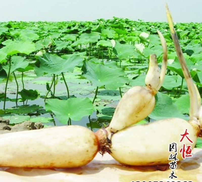 莲藕湖北省洪湖市莲藕基地特产汤藕，
