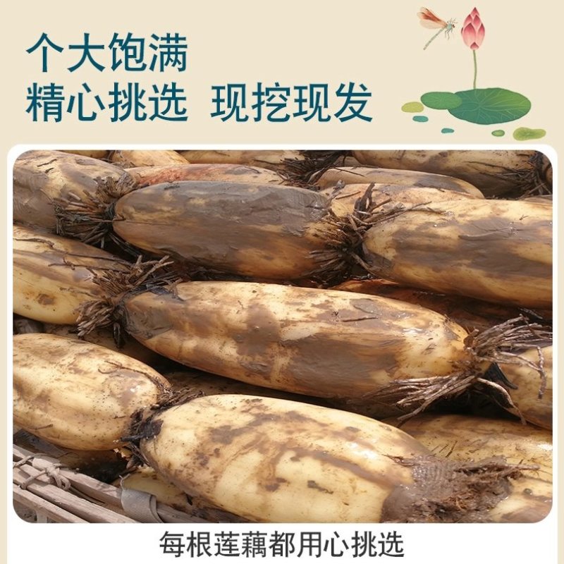 莲藕湖北省洪湖市莲藕基地特产汤藕，