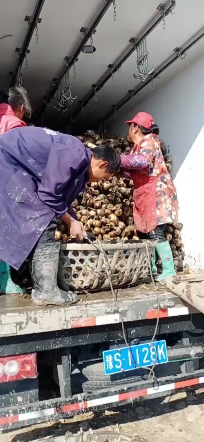 莲藕湖北省洪湖市莲藕基地特产汤藕，