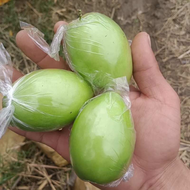 牛奶青枣广西青枣大量现货供应（一手货源）对接全国客商