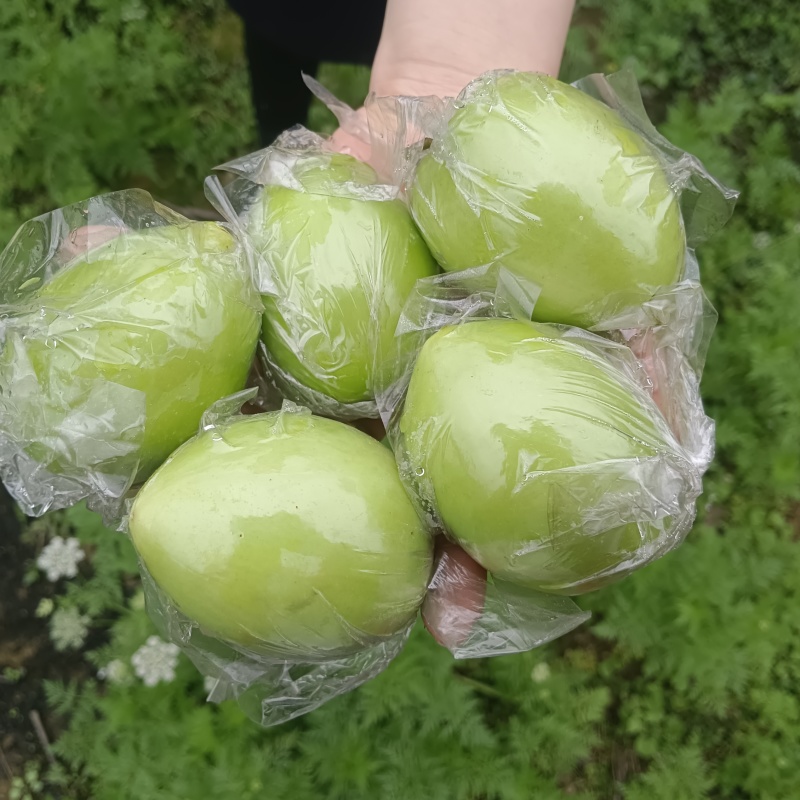 牛奶青枣广西青枣大量现货供应（一手货源）对接全国客商