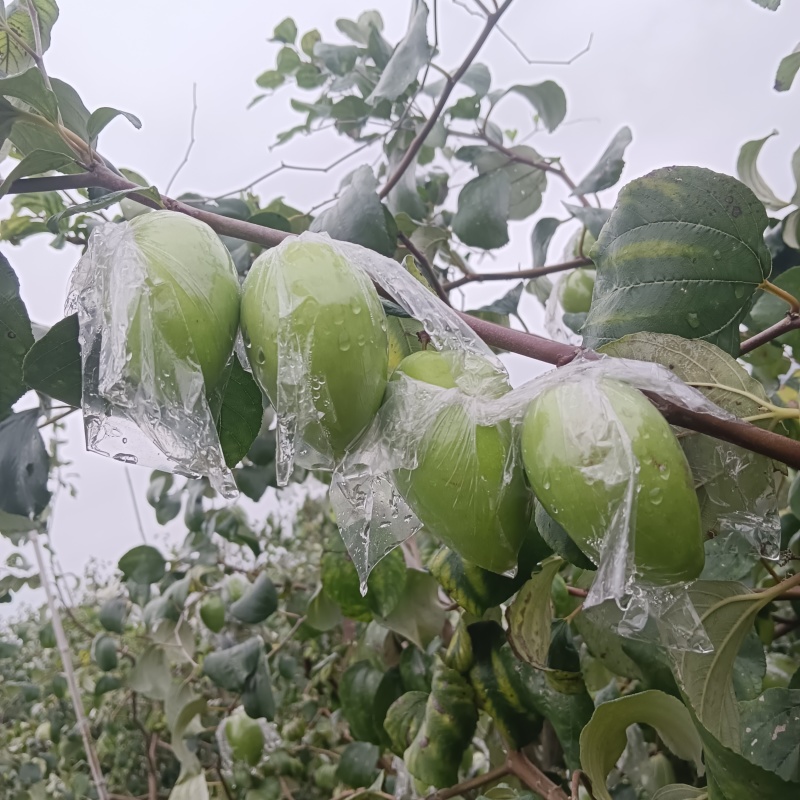 牛奶青枣广西青枣大量现货供应（一手货源）对接全国客商