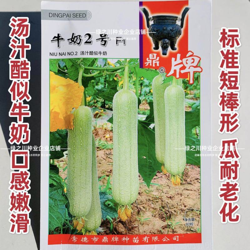 汤汁酷似牛奶丝瓜品种牛奶2号丝瓜种子短棒型牛奶水瓜种子