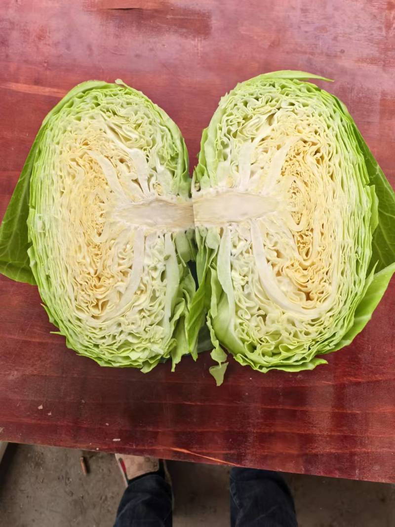 莲花白