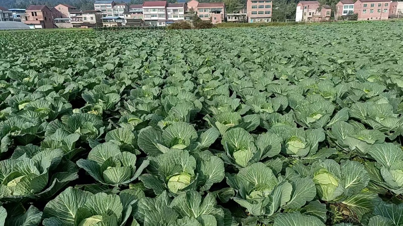 莲花白