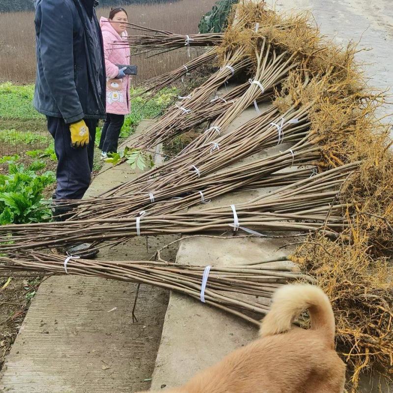 大叶厚皮川黄柏苗四川黄柏树苗苗场直发支持实地看货