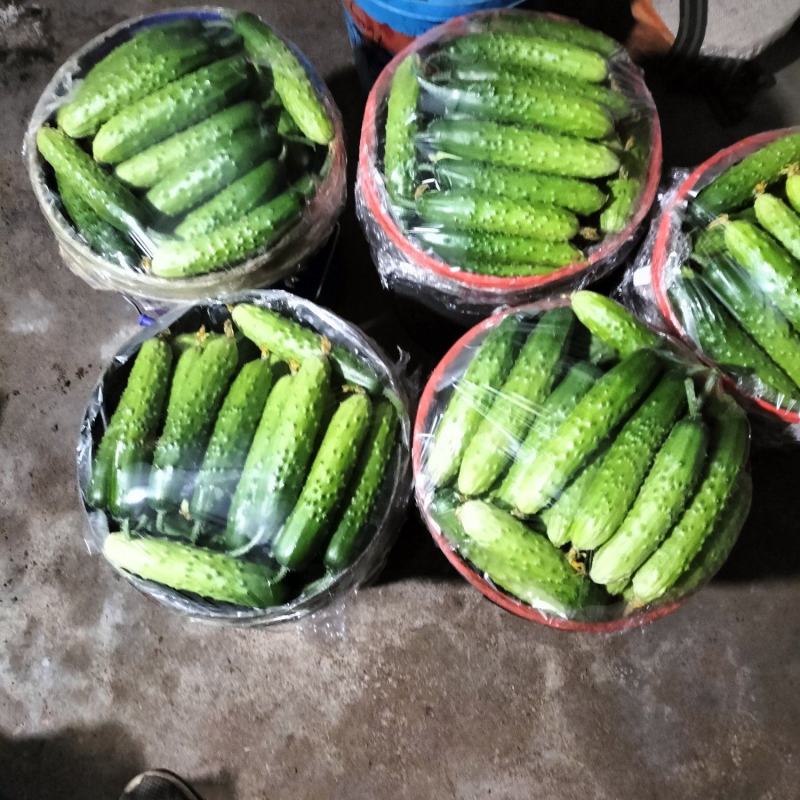 旱黄瓜，大刺干花新瓜上市，口感甜脆，新瓜上市，量大预定