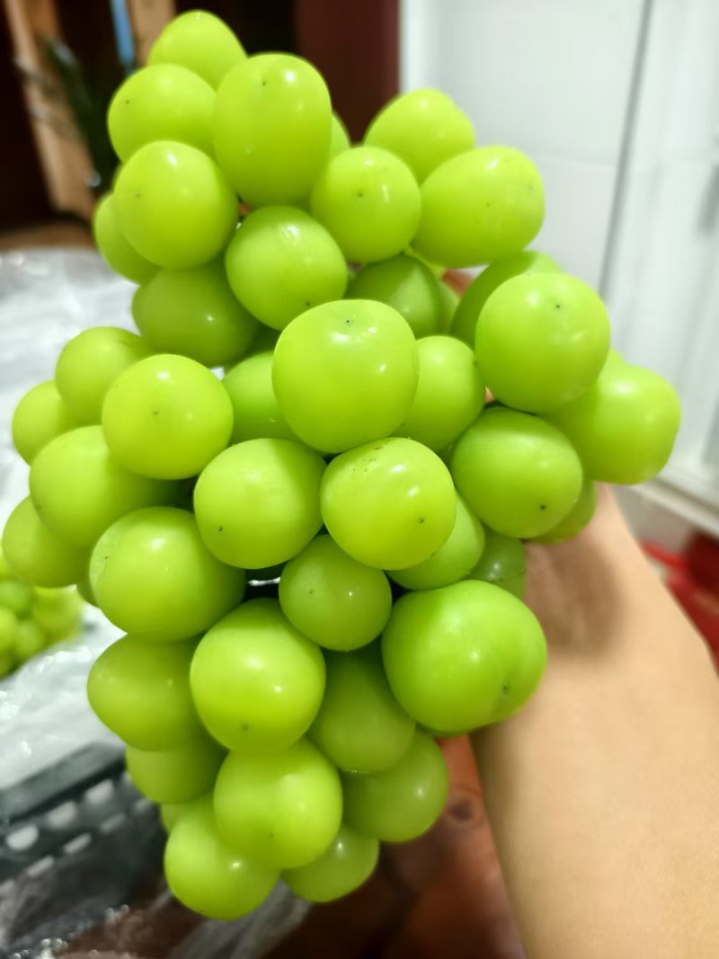阳光玫瑰便宜了7毛到2块的都有看货定价