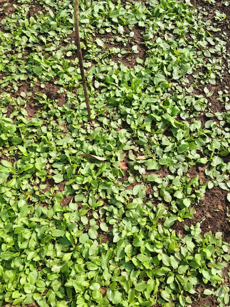 食叶草根苗，完全食品级，确保柏教授研究院引进一代种育根苗