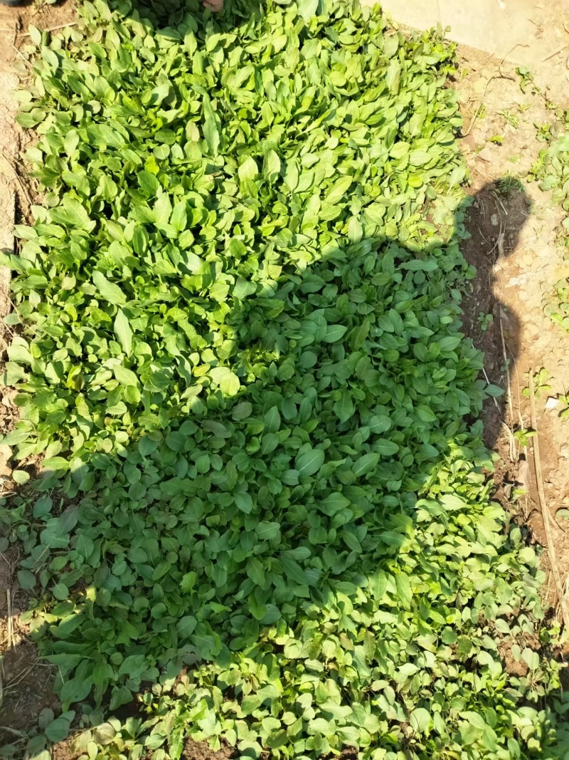 食叶草根苗，完全食品级，确保柏教授研究院引进一代种育根苗