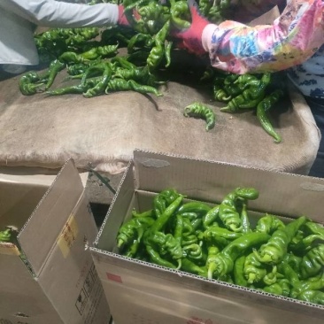 螺丝椒（辣椒全品类都可以安排）