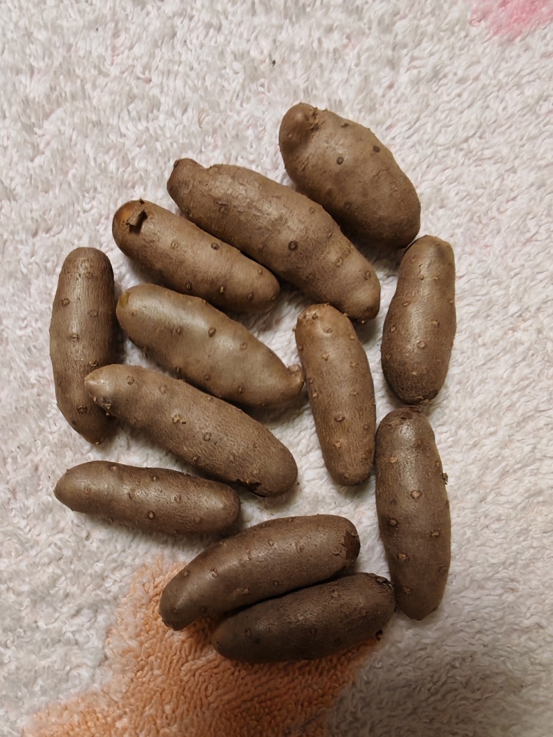 精品小白嘴山药豆糖葫芦专用量大从优质量保证欢迎咨询
