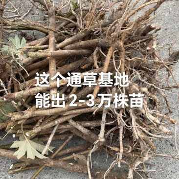 通草老桩苗预订开贵州通草苗技术指导产地直销欢迎考察