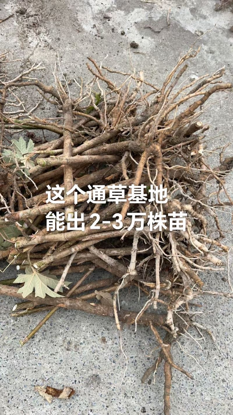 通草老桩苗预订开贵州通草苗技术指导产地直销欢迎考察