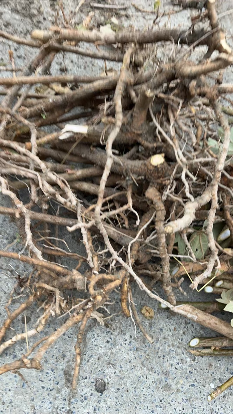 通草老桩苗预订开贵州通草苗技术指导产地直销欢迎考察