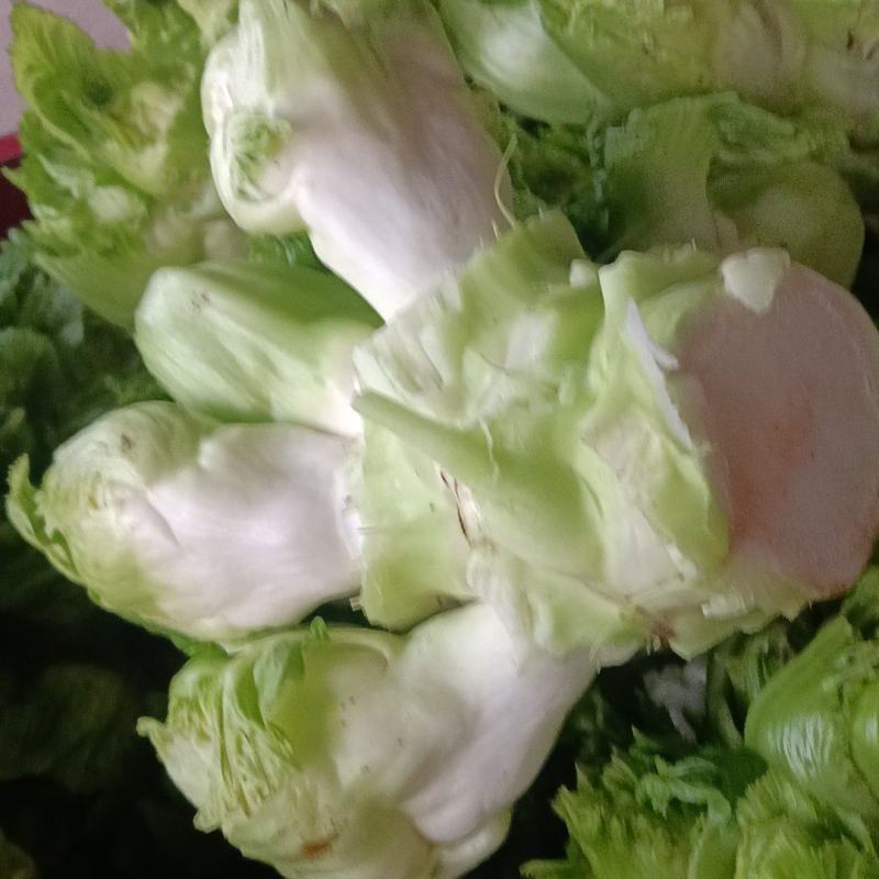 儿菜，四川特早儿菜，大量上市了精品儿菜，专业代办，基地供