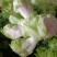儿菜，四川特早儿菜，大量上市了精品儿菜，专业代办，基地供