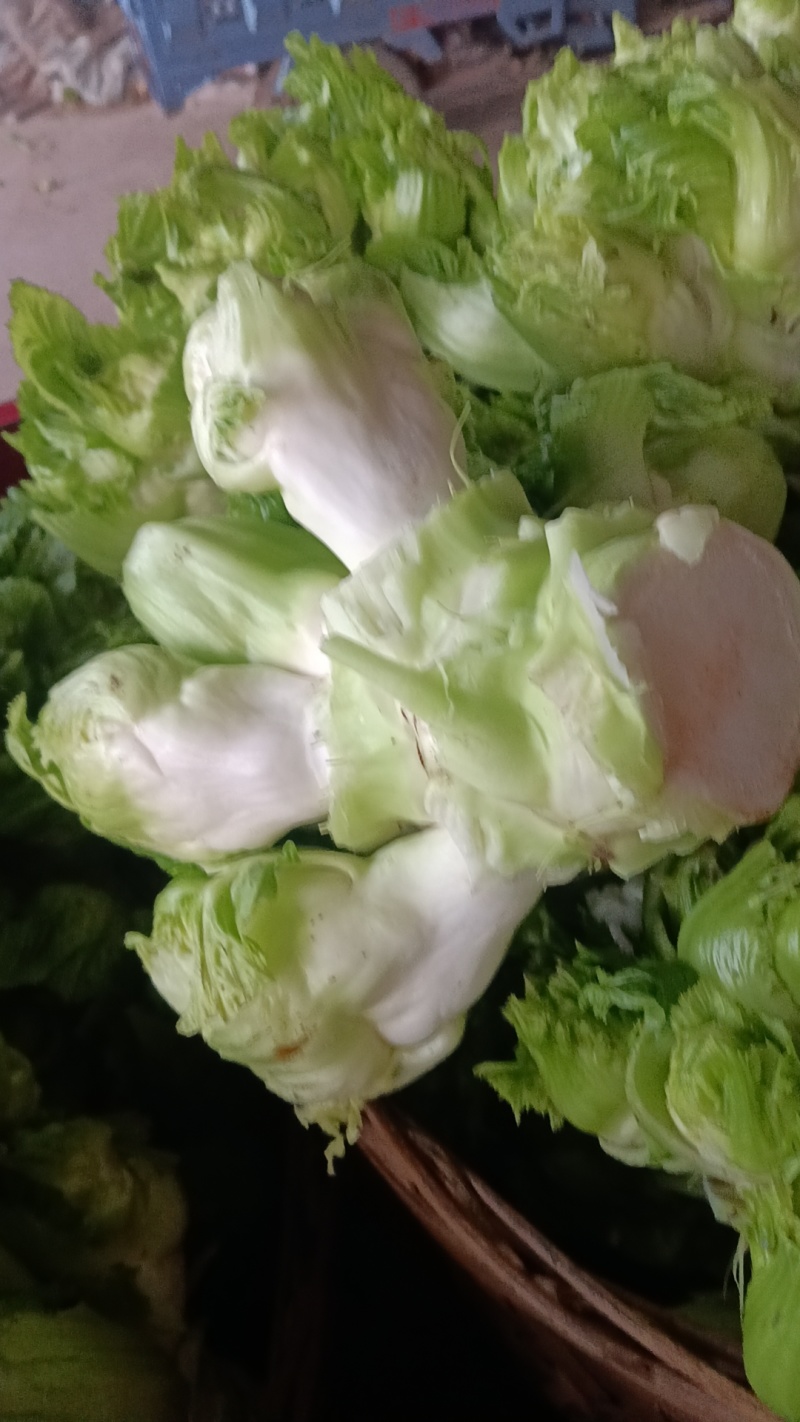 儿菜，四川特早儿菜，大量上市了精品儿菜，专业代办，基地供