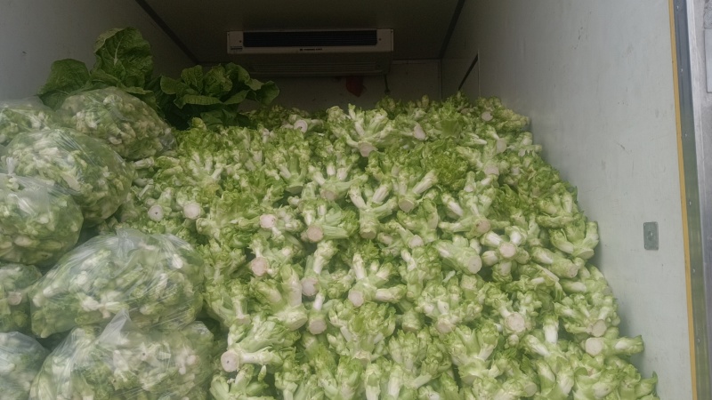 儿菜，四川特早儿菜，大量上市了精品儿菜，专业代办，基地供