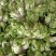 儿菜，四川特早儿菜，大量上市了精品儿菜，专业代办，基地供