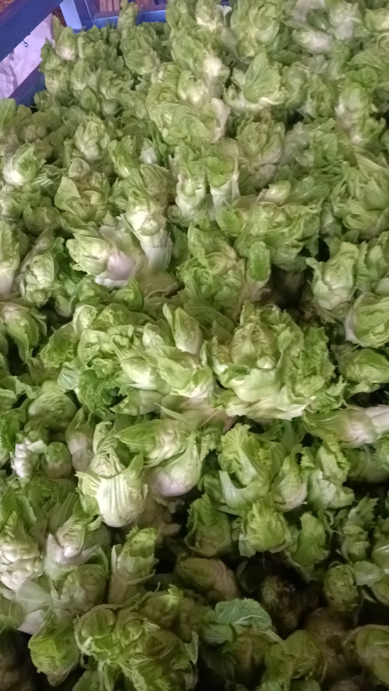 儿菜，四川特早儿菜，大量上市了精品儿菜，专业代办，基地供