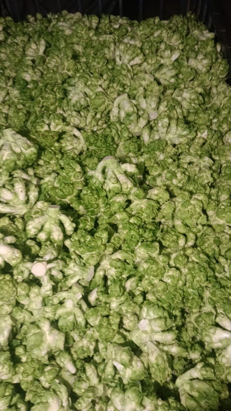 儿菜，四川特早儿菜，大量上市了精品儿菜，专业代办，基地供