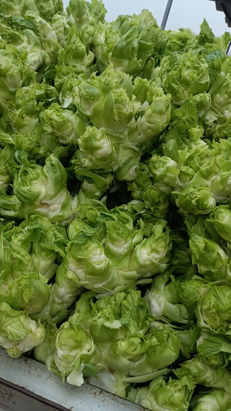 儿菜，四川特早儿菜，大量上市了精品儿菜，专业代办，基地供