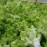 儿菜，四川特早儿菜，大量上市了精品儿菜，专业代办，基地供