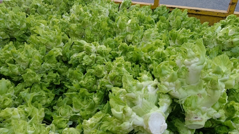 儿菜，四川特早儿菜，大量上市了精品儿菜，专业代办，基地供
