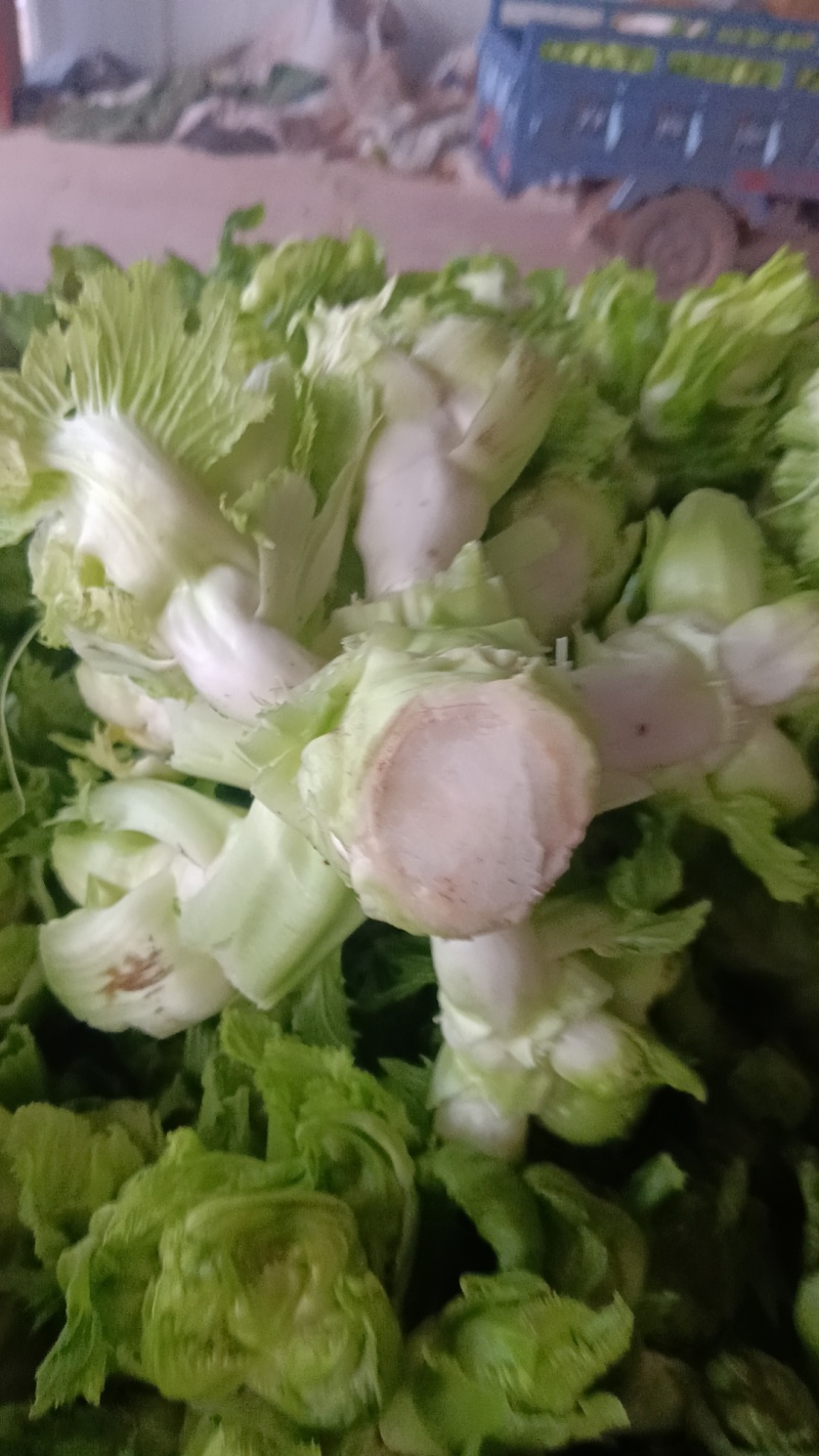 儿菜，四川特早儿菜，大量上市了精品儿菜，专业代办，基地供