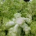 儿菜，四川特早儿菜，大量上市了精品儿菜，专业代办，基地供
