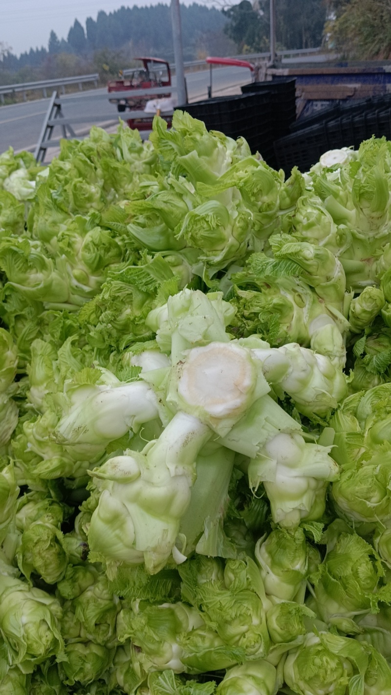 儿菜，四川特早儿菜，大量上市了精品儿菜，专业代办，基地供